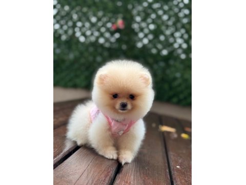 Sevimli Ayıcık Teddy Ayı Suratlı Pomeranian Boo Yavrumuz