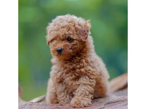 Irk Garantili Toy Poodle Yavruları