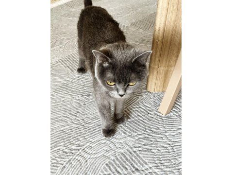 Yavru Kedileri Ve Anneyi Mama Karşılığı Sahiplendiriyoruz