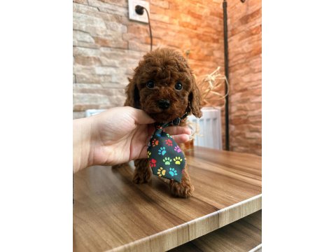 Toy Poodle Köpeği Yavrularımız