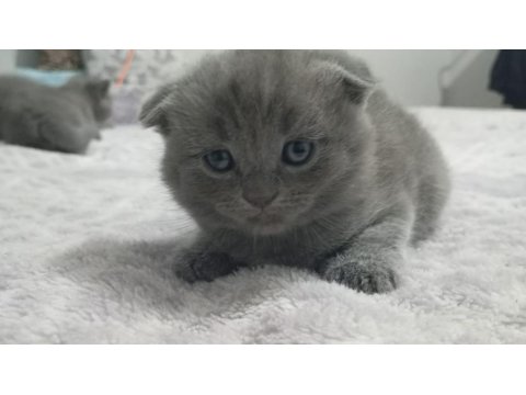 Safkan A Kalite 1.5 Aylık Scottish Fold Duman