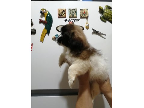 Pekinez Dişi Yavrumuz