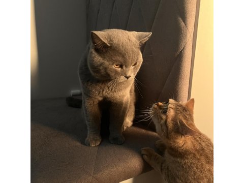 Duman British Shorthair Prenses