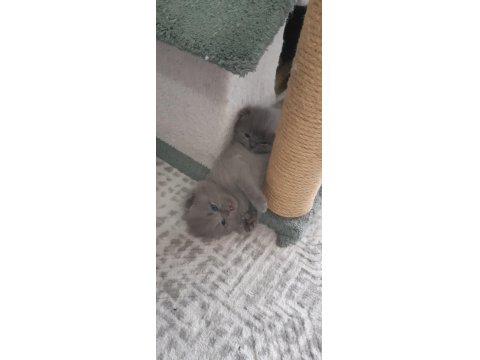 2 Gri British Longhair 40 Günlük