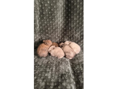 Orijinal Cüce Tavşan Yavruları İstanbul