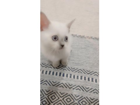 British Shorthair Blue Point