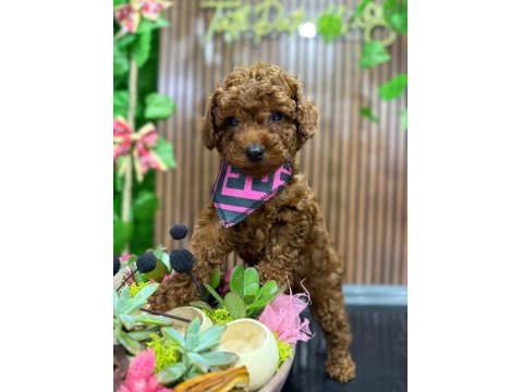Anne Altından Toy Poodle Da Kampanya