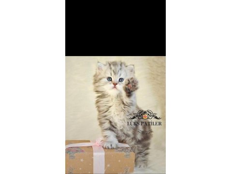 Oyuncu Silver British Longhair Ns24