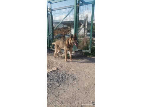 1 Yaşında - Çipli - Belçika Kurdu