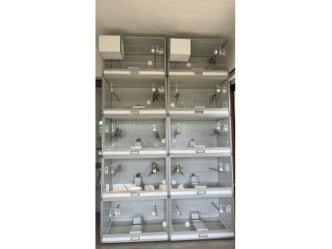 10 Adet Kafes, 30 Show Muhabbet Kuşu, 4 Gouldian Finch
