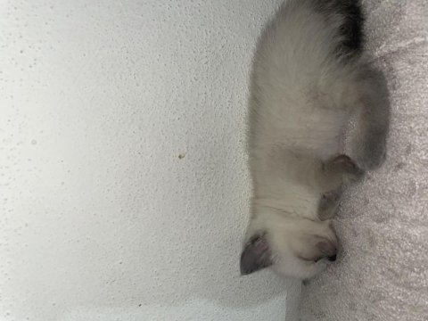 2 Aylık Siyam Kedisi Yavru