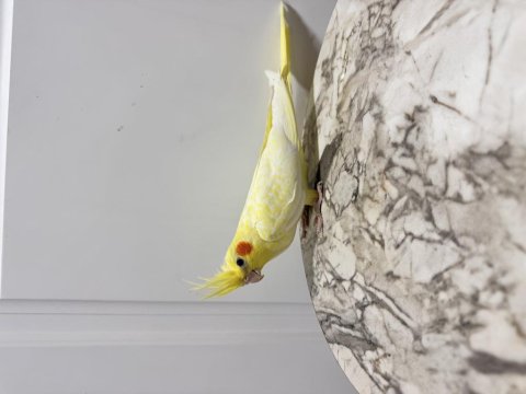 Sultan Papağanı Sahiplendirilecek (₺)