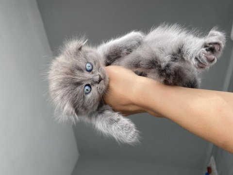 Maviş 35 Günlük Saf Kan Scottish Fold Gri