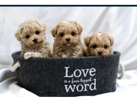 Kahverengi Maltipoo Yavrularımız