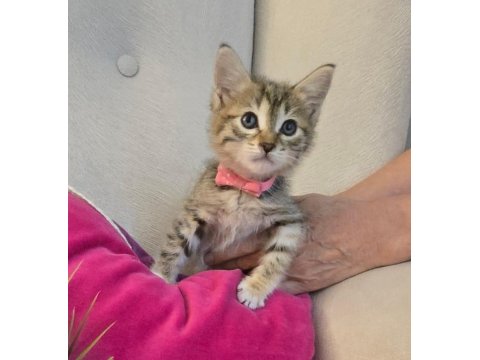 Ücretsiz Tekir Kedimizi Sahiplendirme