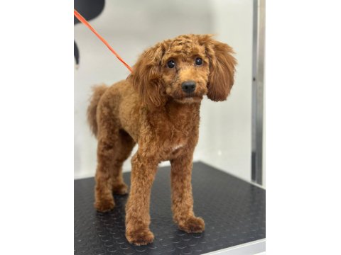 7 Aylık Poodle Köpeği