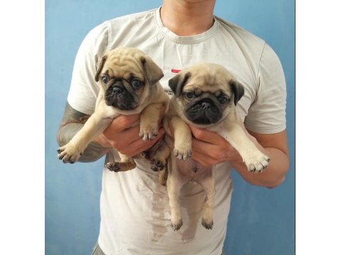 Irk Garantili Pug Köpekleri