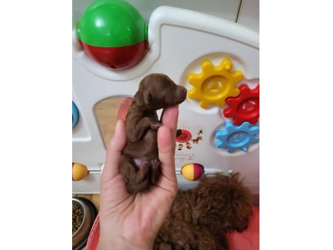 Orijinal Kore Tea Cup Poodle Yavrular