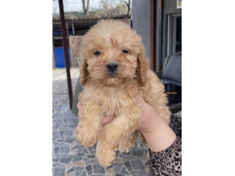 Bursa'nın En Sevimli Maltipoo Yavruları Doğdu