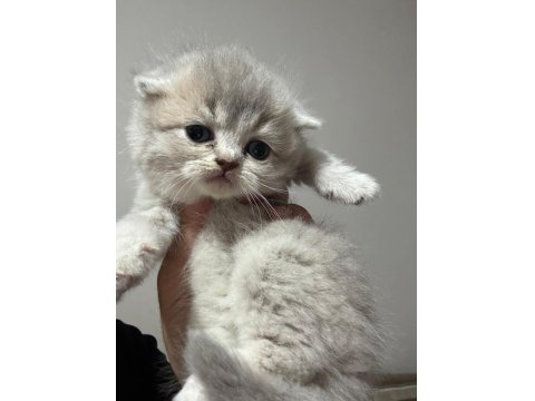2 Aylık Bebek Kedilerimiz