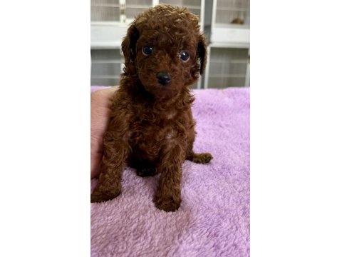 Mini Boy Kore Poodle Yavrularımız