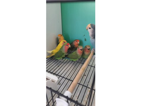 Sevda Cennet Papağanı Yavrular