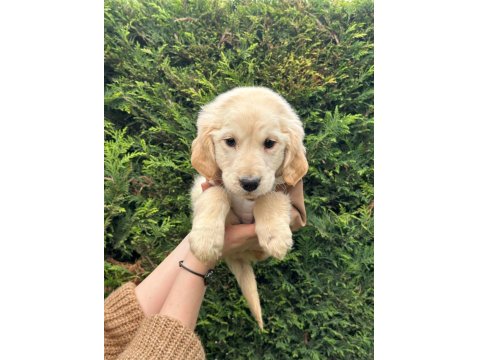 Eğitimli Ve Aşılı Macar Golden Yavrularımız