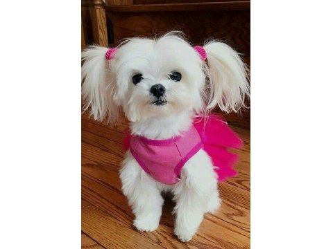 Orjinal Maltese Köpeği Yavruları