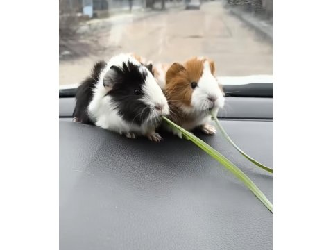 Her Zaman Ginepig Yavrular Bulunur