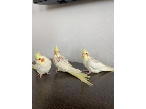 Yavru Sultan Papağanı 2 Aylık