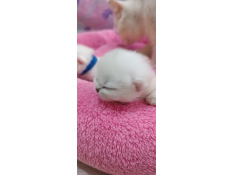 1 Haftalık British Bebekler