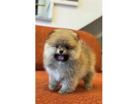 Orange Erkek Pomeranian Boo
