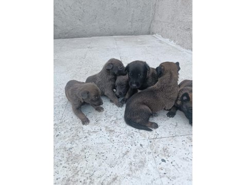 Sağlam Kan Belçika Malinois Yavruları