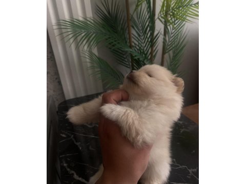 Üst Sekmen Sağlık Irk Garantili Pomeranian Yavrular