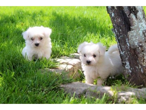 T-Cup Maltese Terrier Yavrularımız