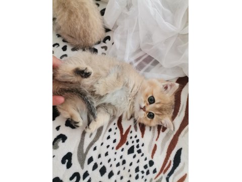 Teslime Hazır British Shorthair Kedimiz