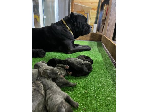 Irk Garantili 2 Aylık Erkek Ve Dişi Cane Corso