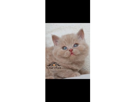 Mavişim Lilac British Shorthair