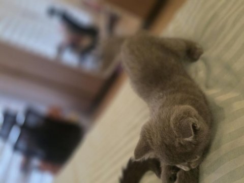 2 Aylık Scottish Fold Kızımız