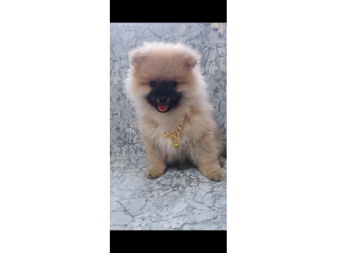 Sağlıklı Pomeranian Boo 2,5 Aylık