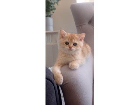 Golden Black Ny12 Kardeş Kediler Teslime Hazır