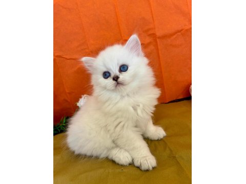 British Longhair Silver Kedimiz
