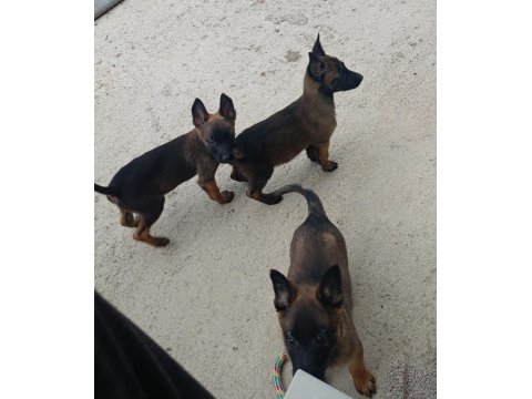 A Kalite Full Maske Kalite Belçika Malinois