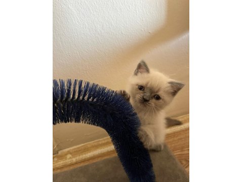 Müthiş Güzellikte Blue Point British Shorthair Kızımız