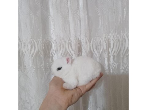 Orjinal Cüce Tavşan Yavruları