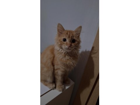 Kedim İçin Ev Arıyorum