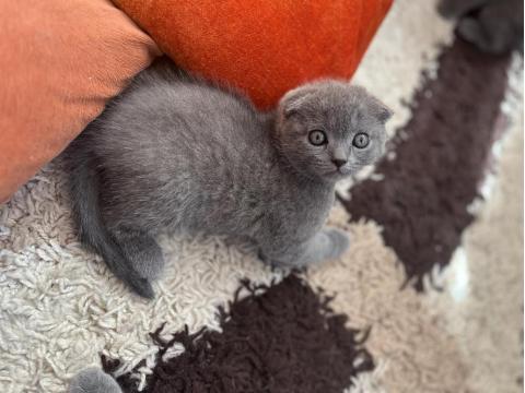 Scottish Fold Yavru