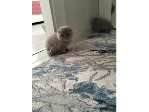 Scottish Fold Lilac Erkek