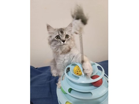 Safkan Chinchilla Yakışıklı Oğluşum