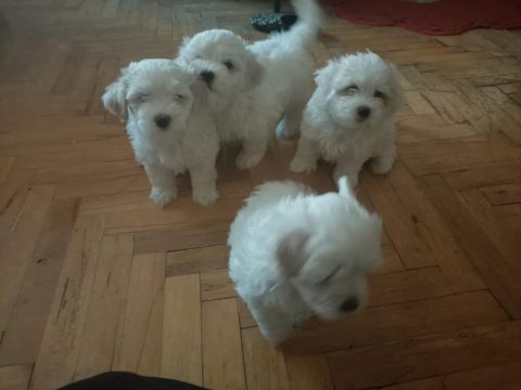 Maltese Terrier 3 Dişi Ve 1 Erkek Birbirinden Tatlı Yavrular